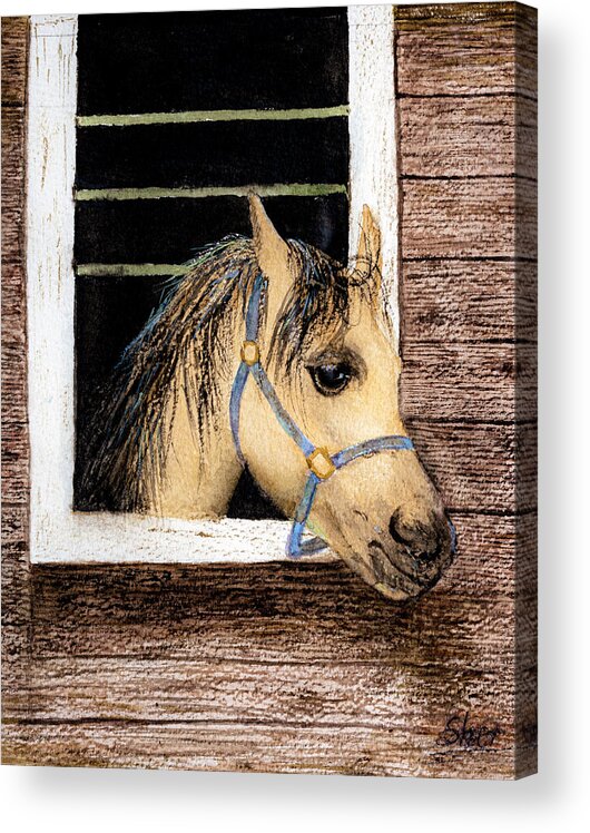 Art Awareness Light And Colour Acrylic Print featuring the painting Sherazad the Horse Watercolor Art by Sher Nasser