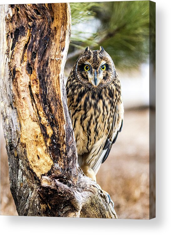 Owl Acrylic Print featuring the photograph Short-eared Owl Peeking by Dawn Key