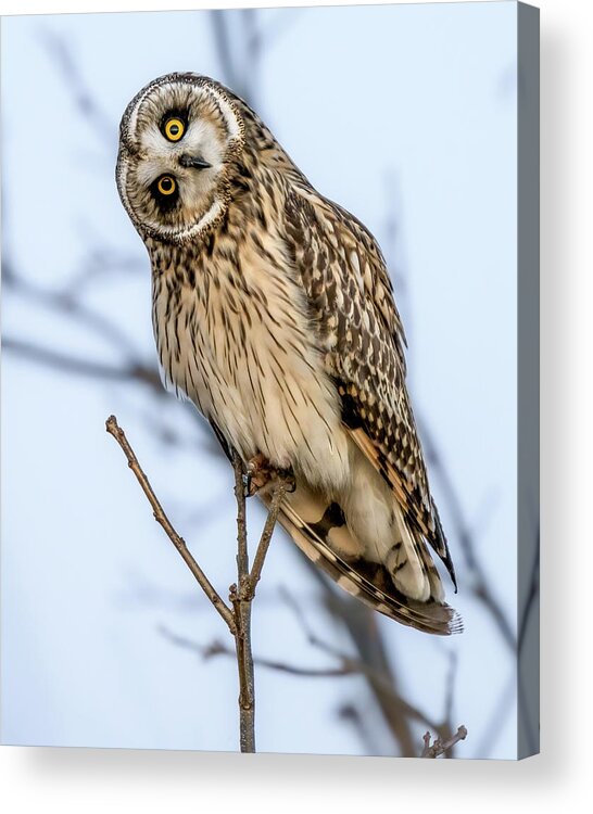 Short Eared Owl Acrylic Print featuring the photograph Shorty by James Overesch