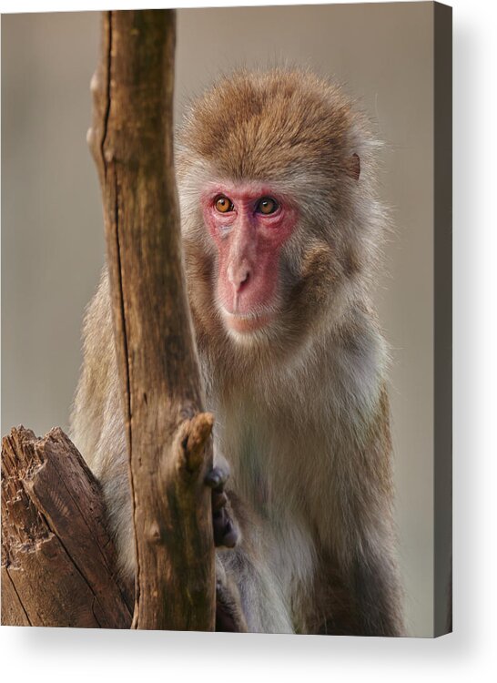 Macaque Acrylic Print featuring the photograph Snow Monkey by Jim Hughes