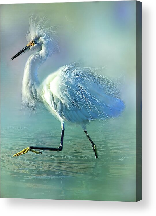 Snowy Egret Acrylic Print featuring the photograph Snowy With Attitude by HH Photography of Florida