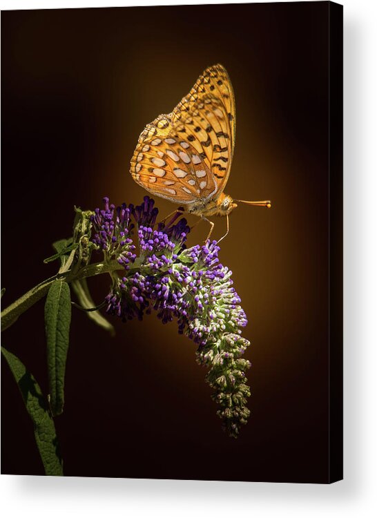 Butterfly Acrylic Print featuring the photograph Soft Landing on a Butterfly Bush by Janis Knight