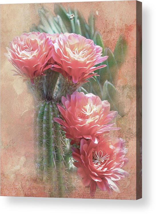 Black Cactus Acrylic Print featuring the digital art Soft Red Blooms of Tucson by Steve Kelley