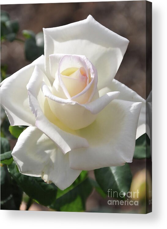 White-rose Acrylic Print featuring the digital art Soft White Rose Bloom by Kirt Tisdale