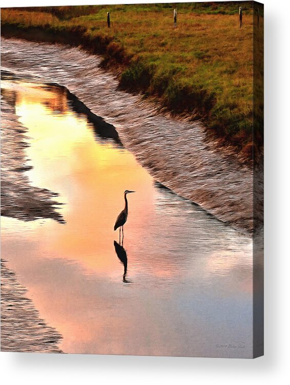 Great Blue Heron Acrylic Print featuring the photograph Solitude by Brian Tada