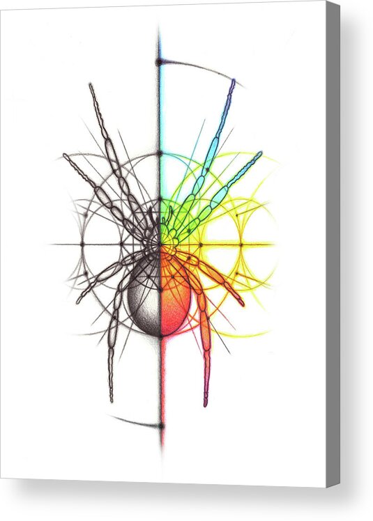 Spider Acrylic Print featuring the drawing Spider Geometry Spectrum by Nathalie Strassburg