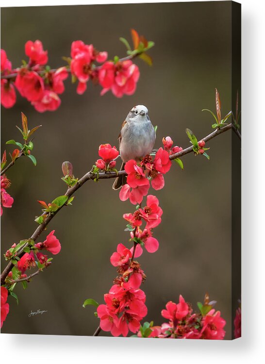 Chipping Sparrow Acrylic Print featuring the photograph Spring Messenger by Jurgen Lorenzen