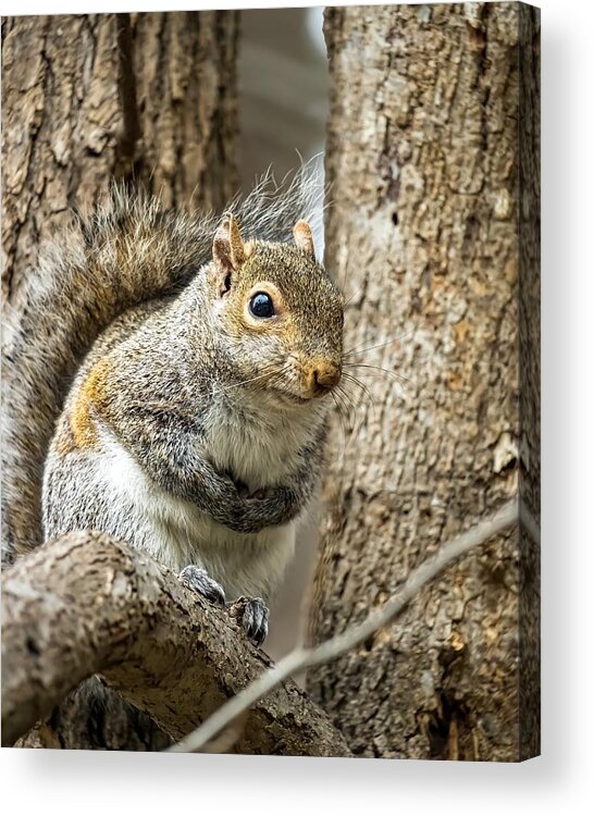 Wildlife Acrylic Print featuring the photograph Squirrel Keeping Warm by Rick Nelson