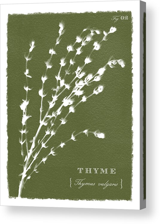 Olive Acrylic Print featuring the painting Sunprinted Herbs in Green - Thyme - Art by Jen Montgomery by Jen Montgomery