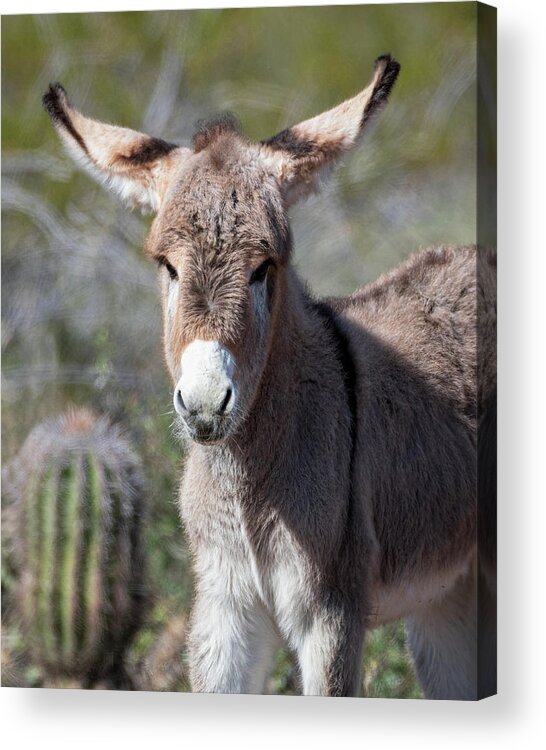 Wild Burros Acrylic Print featuring the photograph Sure I Can Fly by Mary Hone