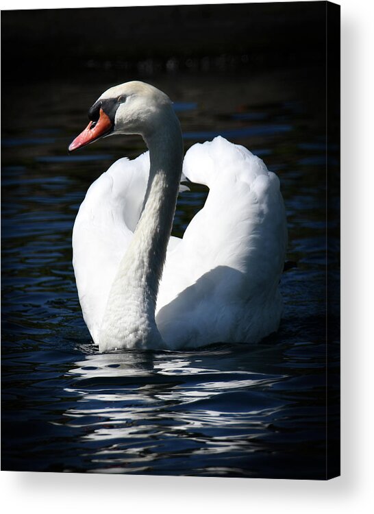 Swan Acrylic Print featuring the photograph Swan by Michelle Wittensoldner