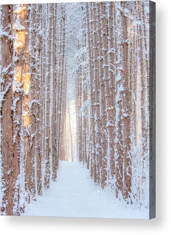 Pine Trees In Winter Acrylic Print featuring the photograph Tall Pines in Winter by Rod Best