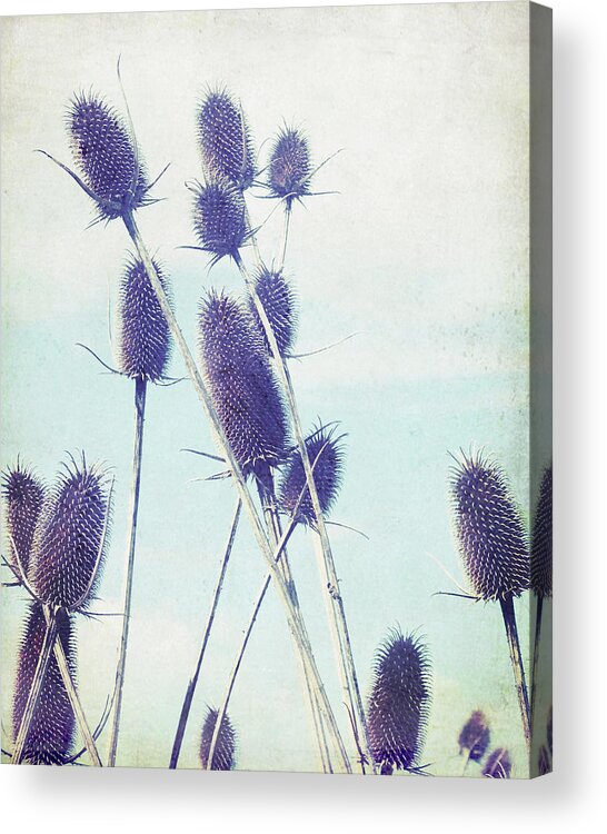 Nature Photography Acrylic Print featuring the photograph Teasel by Lupen Grainne