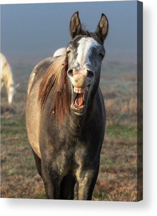 Horse Acrylic Print featuring the photograph That's a Good One by Holly Ross