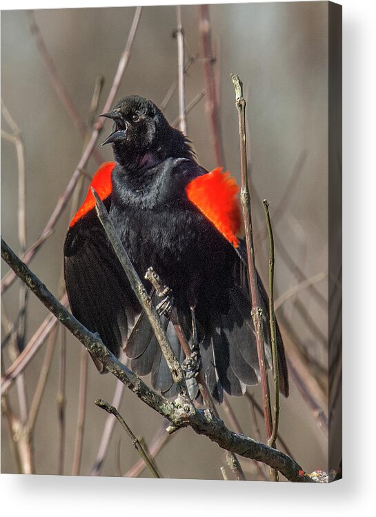 Marsh Acrylic Print featuring the photograph This Is MY Marsh DSB035 by Gerry Gantt