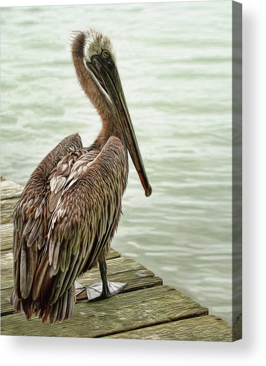 Pelican Acrylic Print featuring the photograph Tough Old Bird by Brad Barton