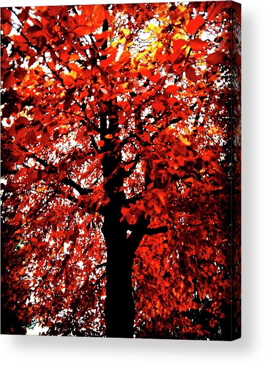 Tree Acrylic Print featuring the photograph Tree of Flames by Mimulux Patricia No