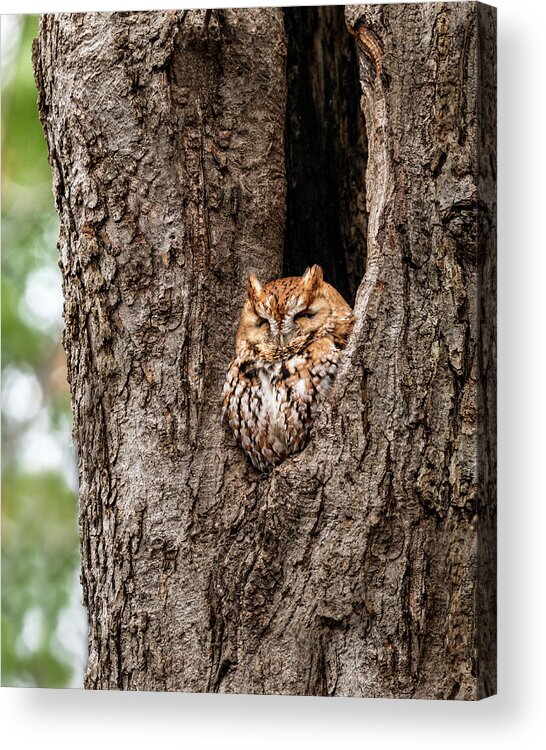 Screech Owl Acrylic Print featuring the photograph Tree Slumber by James Overesch