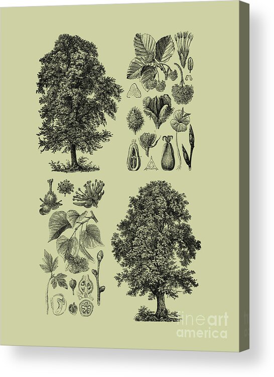 Tree Acrylic Print featuring the mixed media Trees and seeds by Madame Memento