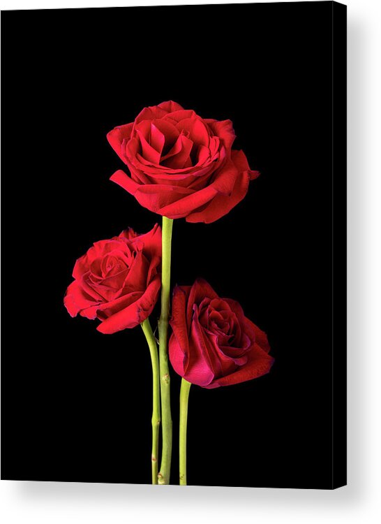 Blooming Acrylic Print featuring the photograph Trio of American Beauty Roses on Black by Charles Floyd