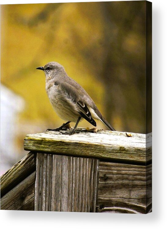 There Are More Than 55 Titmice Throughout The World. But Mostly Found In The Northern Hemisphere. An Individual Bird Will Lay 5-9 Eggs. The Off-spring From The Previous Year Help To Care For The Newly Hatched Ethe Following Year!ggs Acrylic Print featuring the photograph Tufted Tit Mouse by M Three Photos