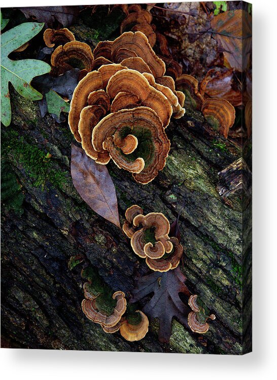 Mushroom Acrylic Print featuring the photograph Turkey Tail Mushrooms on a Log - 2023 by Stephen Russell Shilling