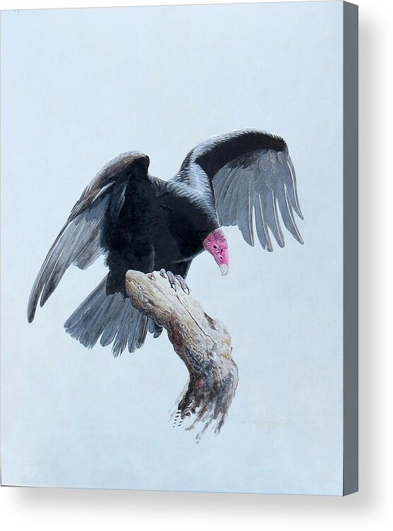 Turkey Vulture Acrylic Print featuring the painting Turkey Vulture by Barry Kent MacKay