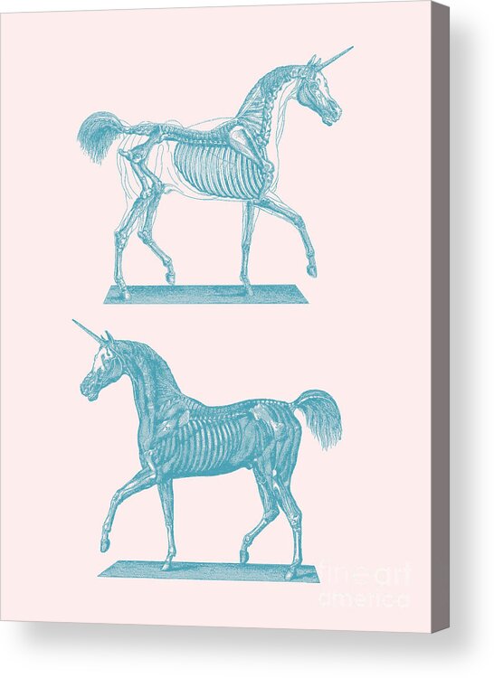 Unicorn Acrylic Print featuring the digital art Unicorn Anatomy In Soft Pastels by Madame Memento