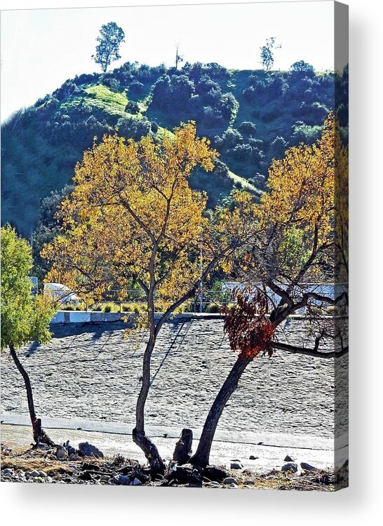 Trees Acrylic Print featuring the photograph Urban Wilderness by Andrew Lawrence