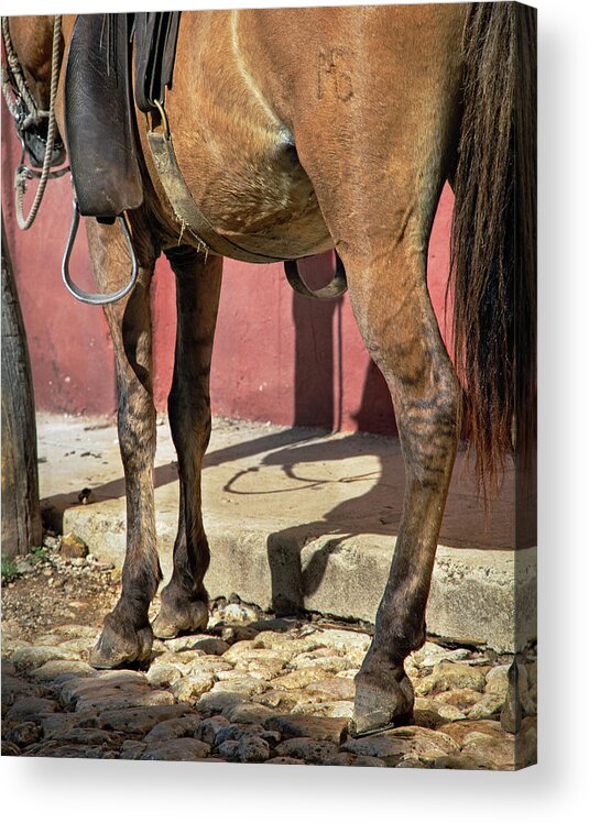 Horse Acrylic Print featuring the photograph Waiting by M Kathleen Warren
