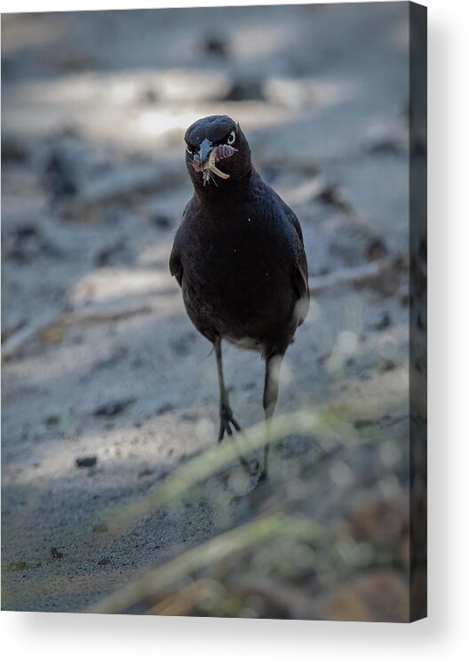 Lahontan Acrylic Print featuring the photograph Want Some of This? by Rick Mosher