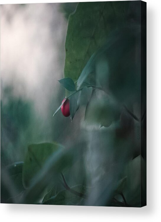 Natura Acrylic Print featuring the photograph Washed Away by Auranatura Art