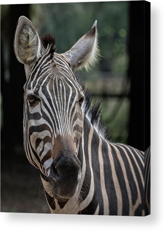 Zebra Acrylic Print featuring the photograph Whatcha lookin at by M Kathleen Warren