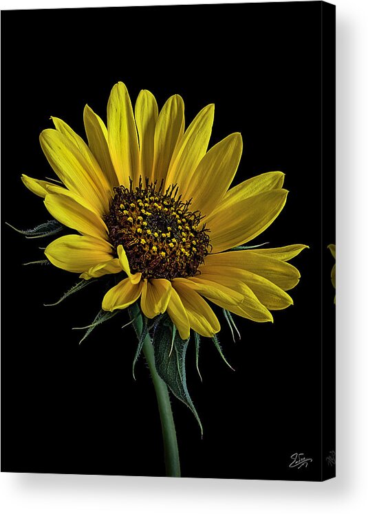 Wild Sunflower Acrylic Print featuring the photograph Wild Sunflower by Endre Balogh