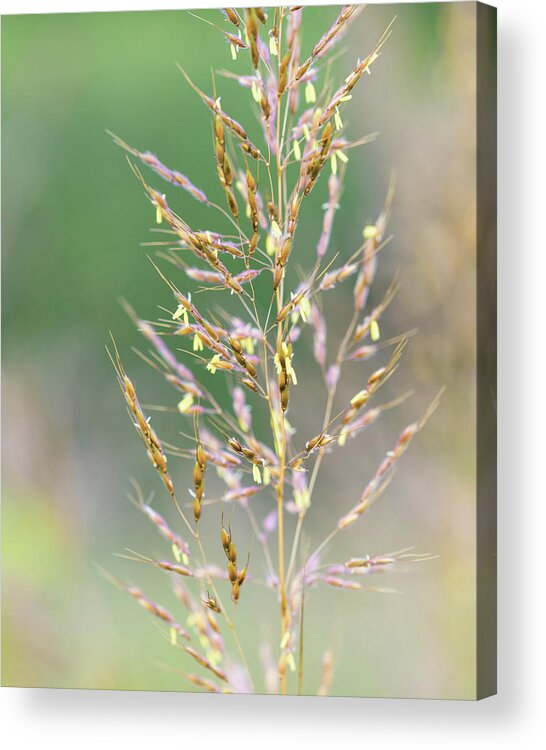 Nature Acrylic Print featuring the photograph Wild Wheat by Amelia Pearn