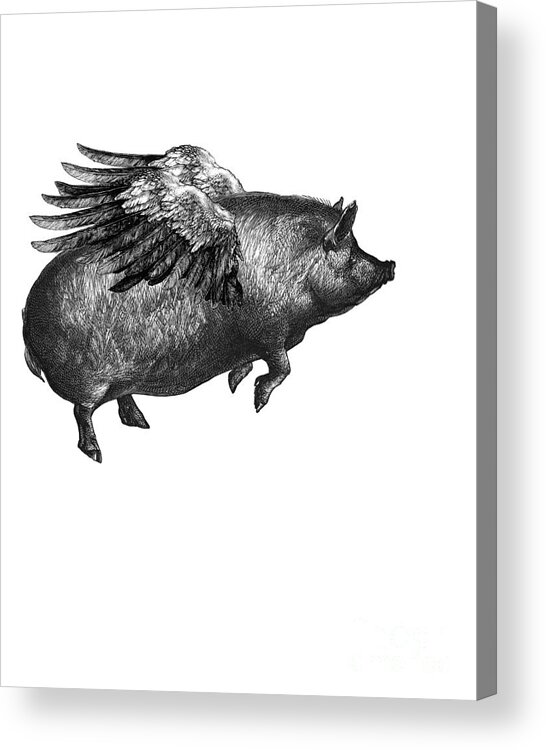 Pig Acrylic Print featuring the digital art Winged pig in black and white by Madame Memento