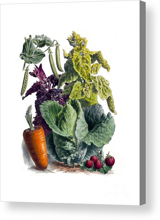 Vegetables Acrylic Print featuring the digital art Winter Harvest by Madame Memento