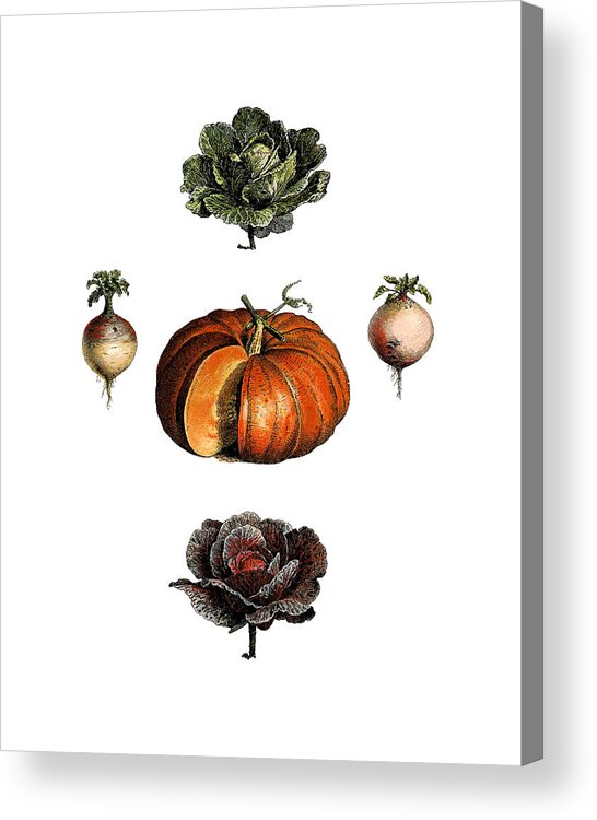 Veggies Acrylic Print featuring the digital art Winter Vegetables by Madame Memento