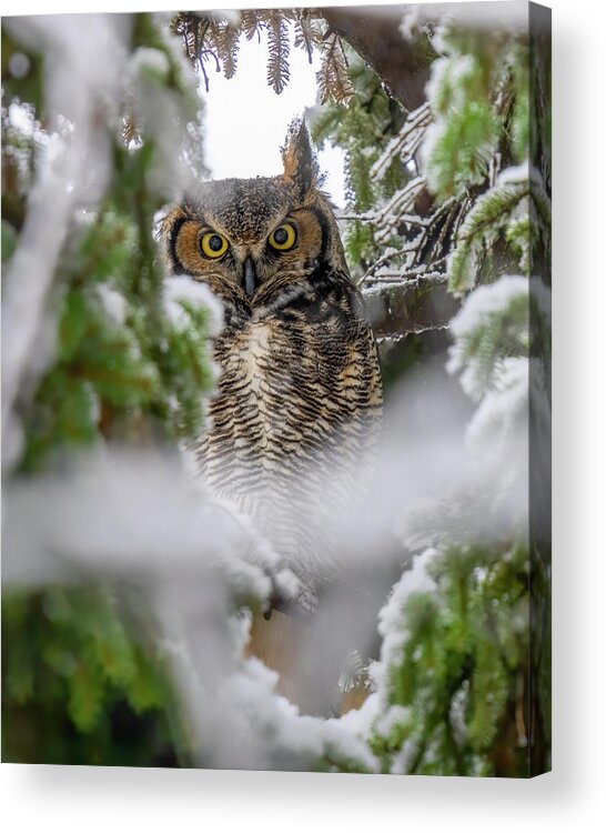 Great Horned Owl Acrylic Print featuring the photograph Winters Haven by James Overesch