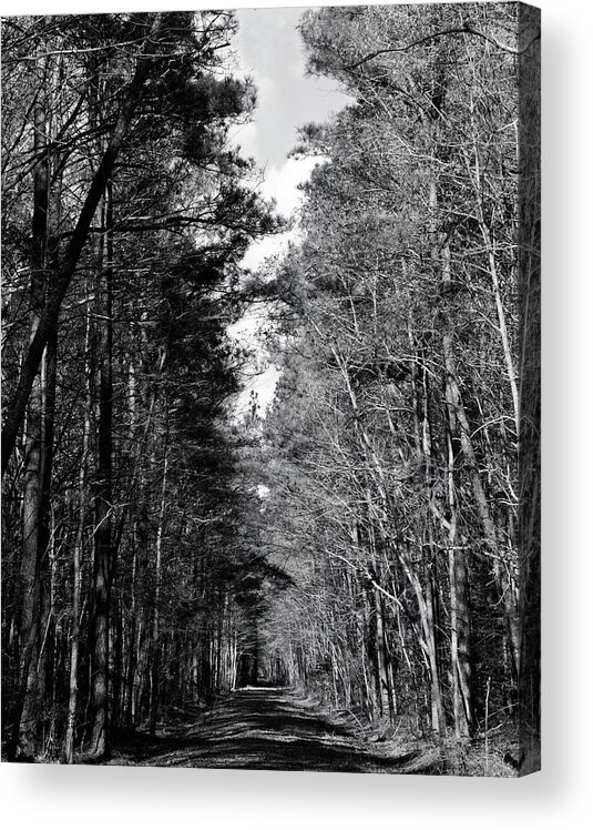 Blackwater Nwr Acrylic Print featuring the photograph Woodland lane in Maryland by Charles Floyd