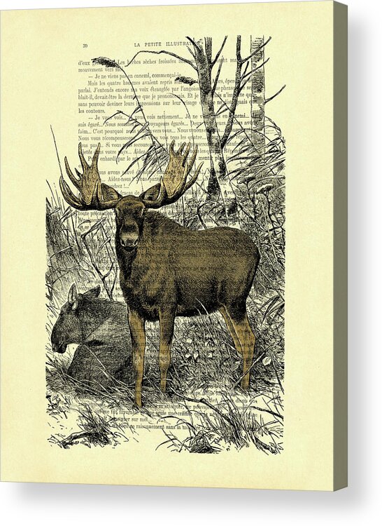 Moose Acrylic Print featuring the digital art Woodland moose couple art by Madame Memento