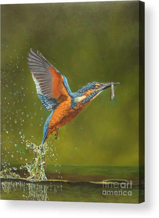 Kingfisher Acrylic Print featuring the painting Kingfisher...Working hard for my supper by Bob Williams