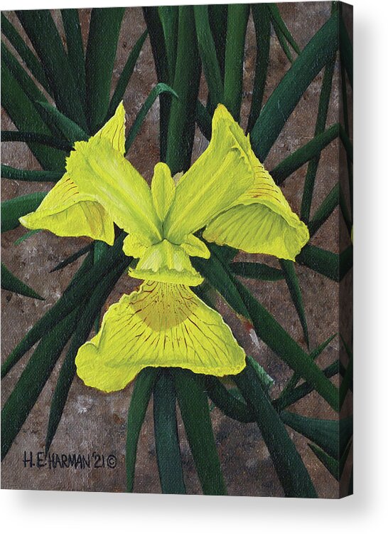 Yellow Flag Acrylic Print featuring the painting Yellow Flag by Heather E Harman