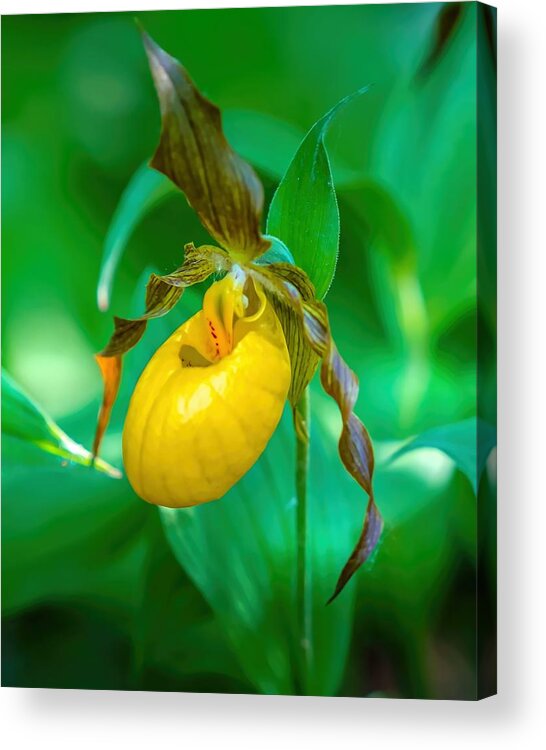 Flower Acrylic Print featuring the photograph Yellow Lady's Slipper II by Susan Rydberg