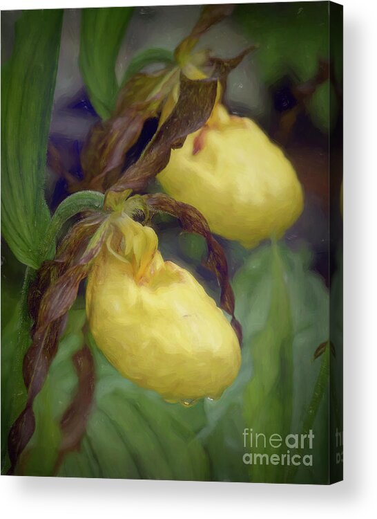 Lady Slipper Acrylic Print featuring the photograph Yellow Lady Slippers by Lorraine Cosgrove