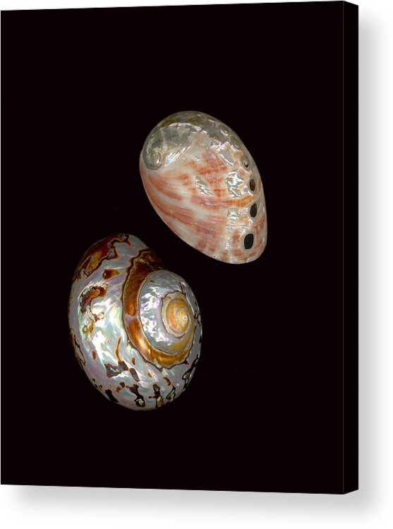 Sea Shells Acrylic Print featuring the photograph Yin and Yang by Suzanne Gaff