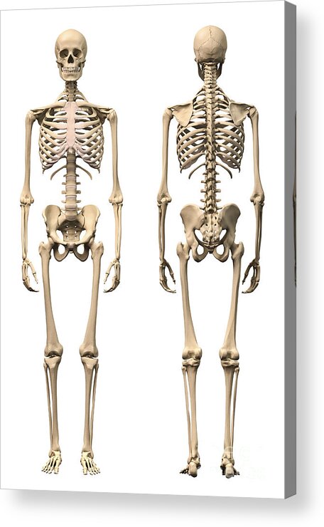 Anatomy Of Male Human Skeleton Front Acrylic Print By Leonello Calvetti