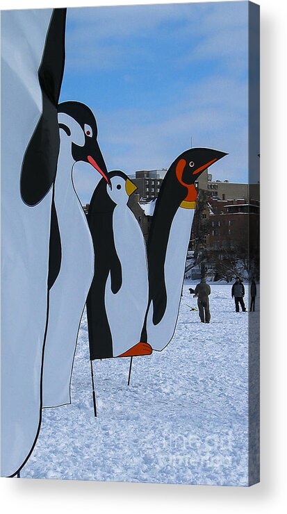 Snow Acrylic Print featuring the photograph Penguins #1 by Steven Ralser
