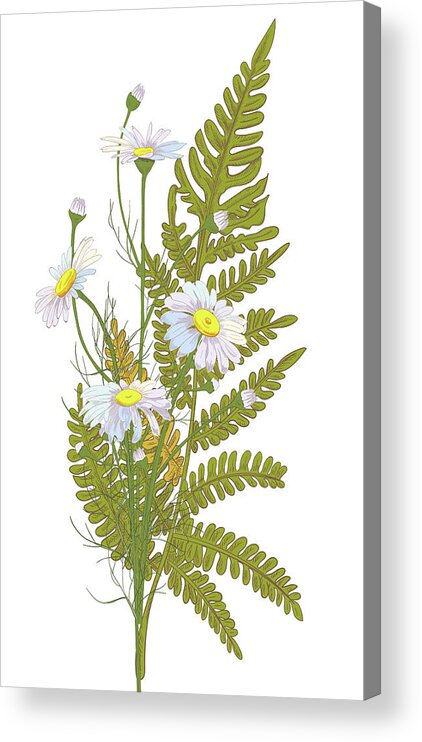 Flowerbed Acrylic Print featuring the digital art Set Of Chamomile Daisy Bouquets White #1 by Olga Ivanova