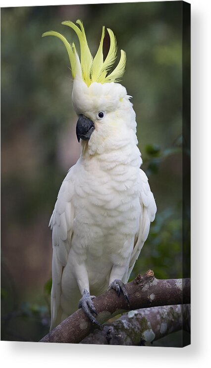 Martin Willis Acrylic Print featuring the photograph Sulphur-crested Cockatoo Displaying #1 by Martin Willis